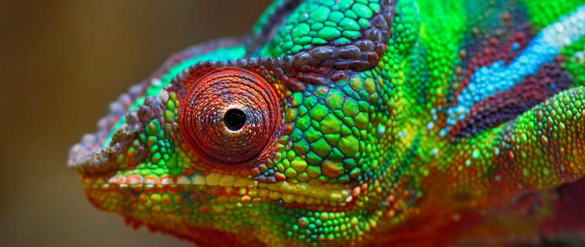 Die Evolution des Auges: Eine kleine Einführung in die Geschichte Die Evolution des Auges: Eine kleine Einführung in die Geschichte