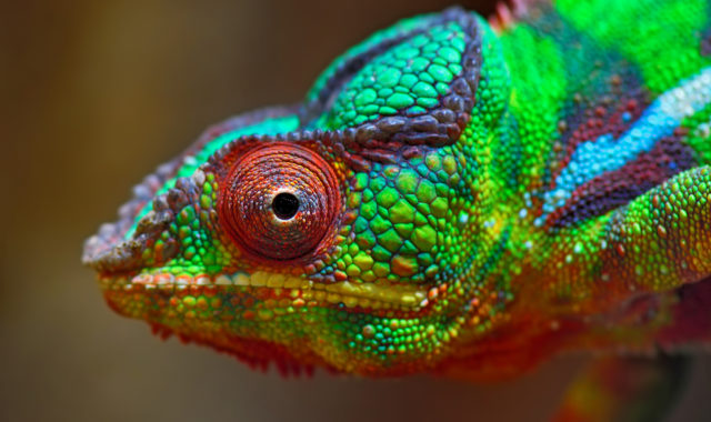 Die Evolution des Auges: Eine kleine Einführung in die Geschichte