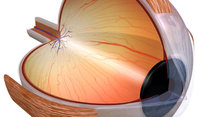 Die Netzhaut des Auges: Aufbau und Funktion